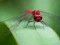Dragon Fly Jigsaw — безплатна онлайн игра