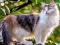 Rotate Puzzle - Cats and Dogs — безплатна онлайн игра
