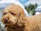 Labradoodle Jigsaw — безплатна онлайн игра