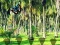 Rescue Tasmanian Tiger — безплатна онлайн игра