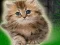 Couple Kitten Escape — безплатна онлайн игра