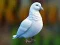 Realistic Pigeon Rescue — безплатна онлайн игра