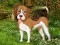Flower Garden Dog Escape — безплатна онлайн игра