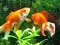Blue Fish Escape — безплатна онлайн игра