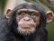 Chimpanzee Jigsaw — безплатна онлайн игра