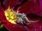 Crab Spider Jigsaw — безплатна онлайн игра