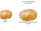 Potato Construct 2 Edition — безплатна онлайн игра