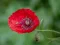 Poppy Nature Flower Jigsaw — безплатна онлайн игра