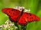 Nature Jigsaw Puzzle Butterfly — безплатна онлайн игра