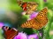 Butterfly Slide — безплатна онлайн игра