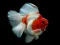 Gold Fish Jigsaw Puzzle — безплатна онлайн игра