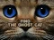 Find the Ghost Cat — безплатна онлайн игра