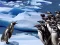 Penguins Slide — безплатна онлайн игра
