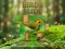 Birds Slide — безплатна онлайн игра