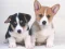 Cute Puppies Puzzle — безплатна онлайн игра