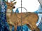 Sniper Stag Hunter — безплатна онлайн игра