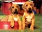 Puppy Pairs Puzzle — безплатна онлайн игра