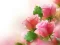 Pink Roses — безплатна онлайн игра