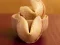 Fortune Cookies — безплатна онлайн игра