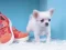 Lovely Puppy Puzzle — безплатна онлайн игра