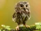 Animal Hidden Stars — безплатна онлайн игра