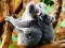 Cute Baby Koala Bear — безплатна онлайн игра