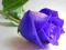 Blue Roses — безплатна онлайн игра