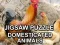 Jigsaw Puzzle Domesticated Animals — безплатна онлайн игра