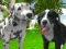 Dog Simulator 3d — безплатна онлайн игра
