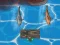 Titanic Shark Attacks — безплатна онлайн игра