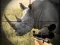 Wild Rhino Hunter — безплатна онлайн игра