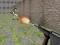 Bullet Fire — безплатна онлайн игра