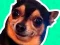 What meme dog are you ? — безплатна онлайн игра