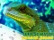 Chinese Water Dragon Jigsaw — безплатна онлайн игра