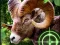 Crazy Goat Hunter 2020 — безплатна онлайн игра