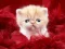Funny Kitty — безплатна онлайн игра