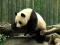 Pandas Puzzle — безплатна онлайн игра