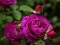 Purple Roses — безплатна онлайн игра