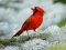 Birds Puzzle — безплатна онлайн игра