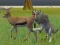 Wolf Life Simulator — безплатна онлайн игра