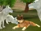 Wild Wolves Hunger Attack — безплатна онлайн игра