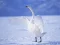 Graceful Swans — безплатна онлайн игра