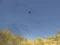 Toucan Shooter — безплатна онлайн игра
