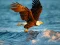 Animals Jigsaw Puzzle Eagle — безплатна онлайн игра