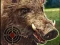 Boar Hunting Jigsaw — безплатна онлайн игра