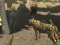 African Cheetah Hunting Simulator — безплатна онлайн игра
