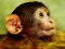 Funny Baby Monkey — безплатна онлайн игра