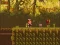 The Lost Forest — безплатна онлайн игра