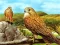 Birds of Prey Slide — безплатна онлайн игра