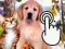 Pets Clicker — безплатна онлайн игра